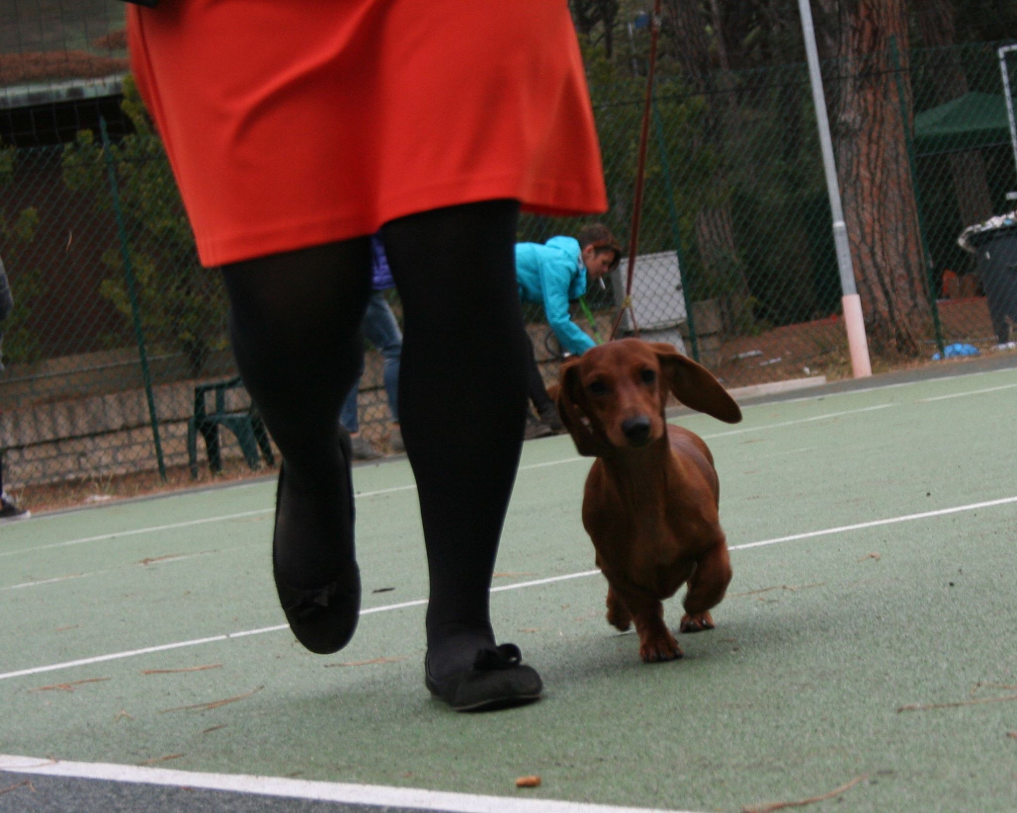 Dachshound kaninchen in moviment